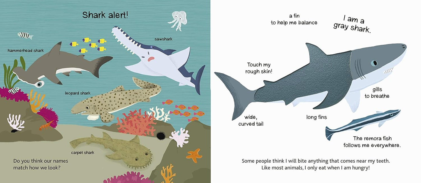 The Ocean (Touch and Explore) Book