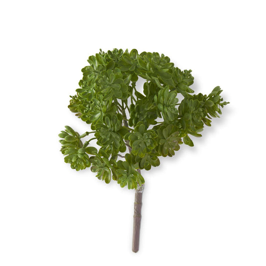 Green Succulent Bush