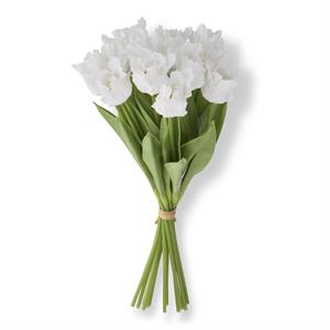 Parrot Tulip Bundle