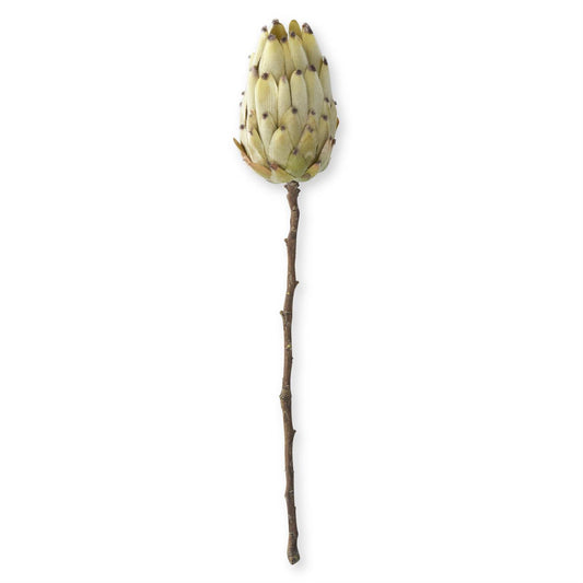 22" Flocked Cream King Protea Stem