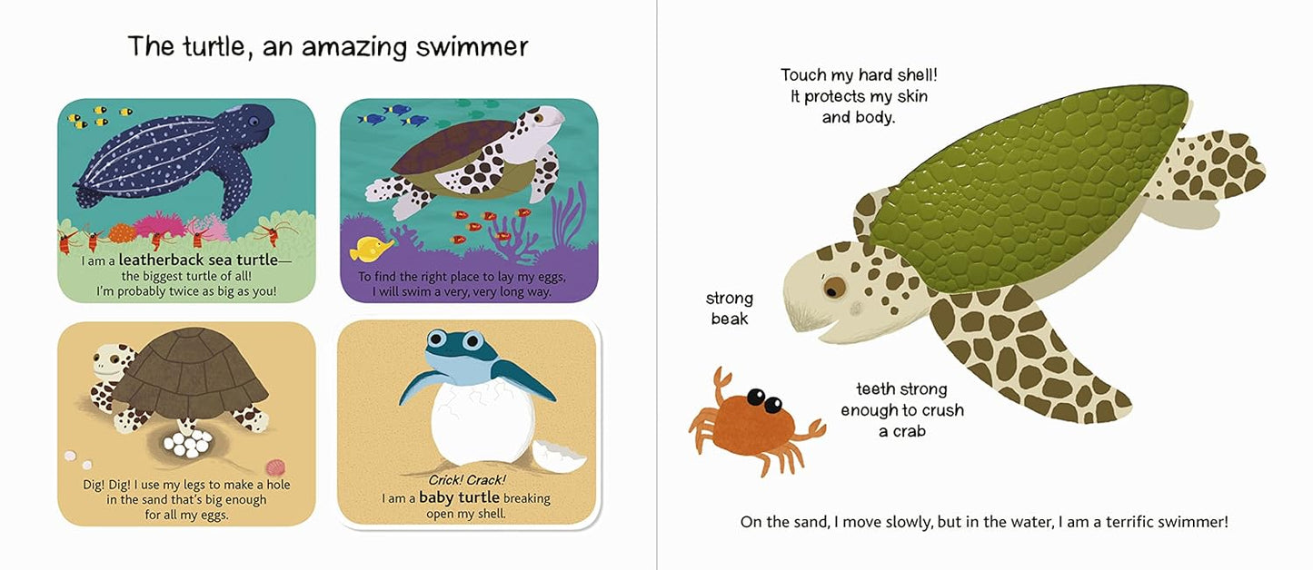 The Ocean (Touch and Explore) Book