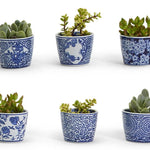 Six small blue-and-white patterned ceramic pots arranged in two rows on a white background, each containing a green succulent plant.