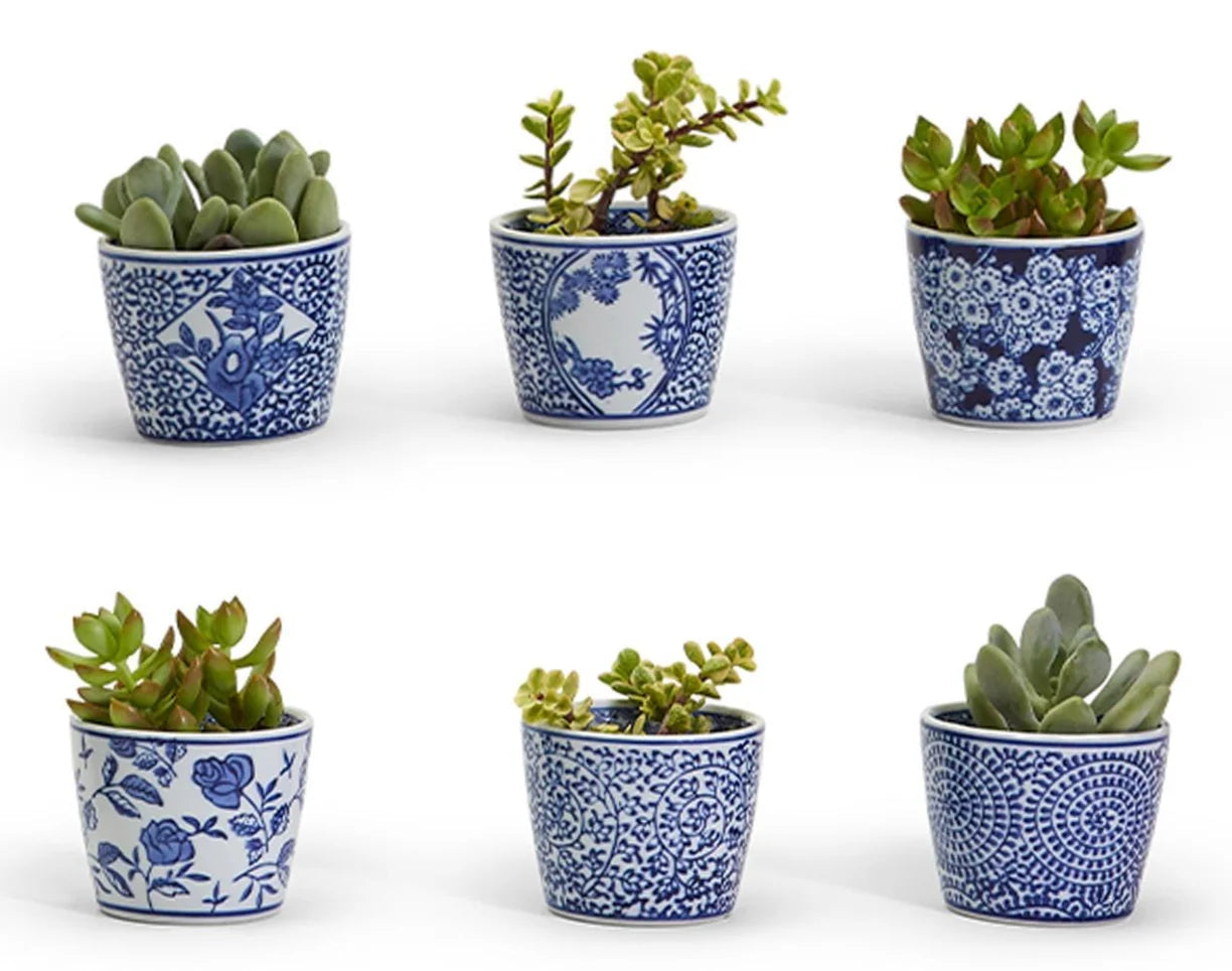Six small blue-and-white patterned ceramic pots arranged in two rows on a white background, each containing a green succulent plant.